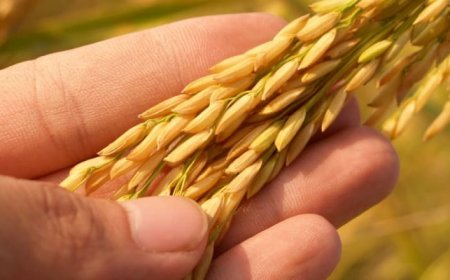 Tarım Bir Yaşam Biçimi midir?